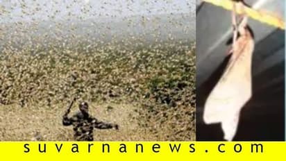 ಕಾರ್ಕಳದಲ್ಲಿ ಬೃಹತ್ ರಕ್ಕಸ ಮಿಡತೆ ಪತ್ತೆ!