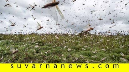 ಹೆಚ್ಚಿದ ಮಿಡತೆ ಹಾವಳಿ: ಸಂಕಷ್ಟದಲ್ಲಿ ರೈತ, ಎಚ್ಚೆತ್ತ ರಾಜ್ಯ ಸರ್ಕಾರ