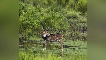 മരണം പതുങ്ങിയിരിക്കുന്ന ചിത്രം, 'വേട്ടക്കാരനെ' കണ്ടെത്താമോ ?