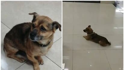 യജമാനന് കൊറോണ വൈറസിന് കീഴടങ്ങിയത് അറിഞ്ഞില്ല; ആശുപത്രിയിലെ കാത്തിരിപ്പ് തുടര്ന്ന് 'ബാവോ'