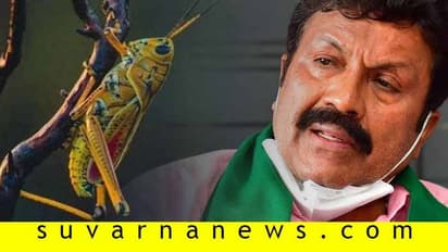 'ಮಿಡತೆ ಕರ್ನಾಟಕ ಪ್ರವೇಶಿಸುವ ಸಾಧ್ಯತೆ ಕಡಿಮೆ, ರೈತರು ಆತಂಕ ಪಡುವ ಅಗತ್ಯತೆ ಇಲ್ಲ'