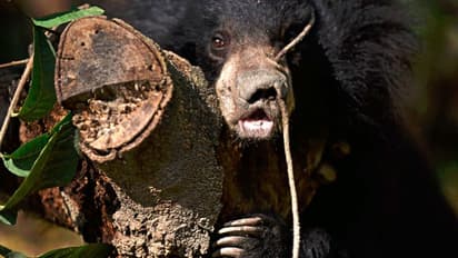 নখের আঁচড়ে উপড়ে গেল চোখ, লকডাউনের ফাঁকা রাস্তায় আচমকা ভালুকের হানা, দেখুন ভিডিও