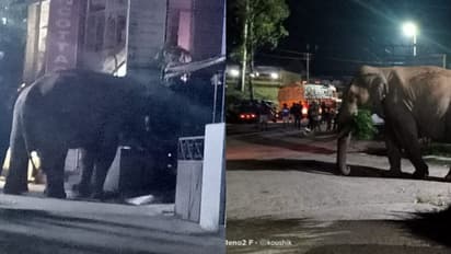 മൂന്നാറിലെ ജനവാസകേന്ദ്രങ്ങള്‍ താവളങ്ങളാക്കി കാട്ടുകൊമ്പന്‍മാര്‍; ലോക്ക്ഡൗണിനിടയിലും തെരുവിലിറങ്ങി ജനങ്ങള്‍