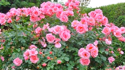 वास्तु टिप्स: पॉजिटिव एनर्जी बढ़ाते हैं गुलाब, मोगरा और चमेली जैसे पौधे, इन्हें किस दिशा में लगाएं?