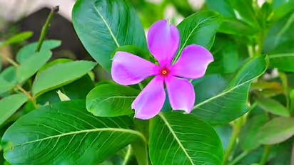 ರಕ್ತ ಕ್ಯಾನ್ಸರ್ ಗುಣ ಪಡಿಸುತ್ತೆ ಈ ನಿತ್ಯ ಪುಷ್ಪ, ಬಳಸೋದು ಹೇಗೆ?