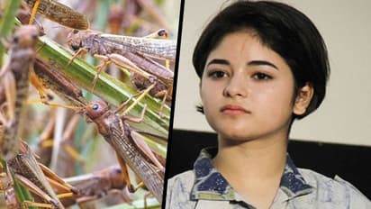 कितनी कट्टपंथी हो गई है जायरा वसीम, टिड्डी हमले में भी दिखता है उसे अल्लाह का क्रोध