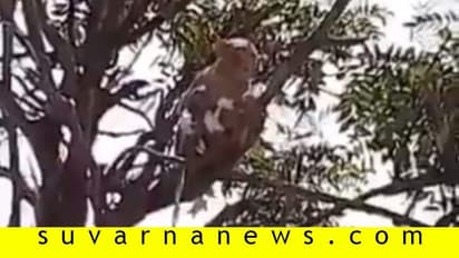 ವೈರಸ್‌ ಟೆಸ್ಟ್‌ ಸ್ಯಾಂಪಲ್ಸ್‌ ಹೊತ್ತೊಯ್ದ ಮಂಗಗಳು!