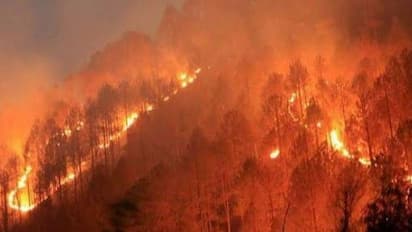 Fact Check: ಉತ್ತರಾಖಂಡದಲ್ಲಿ ಕಾಳ್ಗಿಚ್ಚಿಗೆ ನೂರಾರು ಮರಗಳು ಬಲಿ?