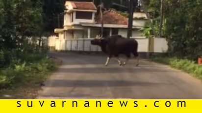 ಕಾರ್ಕಳ: ಹಾಡಹಾಗಲೇ ಆರು ಕಾಡುಕೋಣಗಳ ಸಂಚಾರ