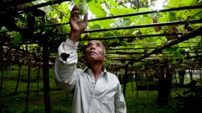 ঝড়ের পর সবজি চাষীদেরও শস্য বীমার আওতায় আনতে উদ্য়োগ , নয়া পদক্ষেপে রাজ্য সরকার