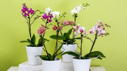 Decorate your home, office with these indoor plants to bring good health and luck