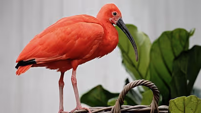 Wildlife officials rescue bird from PM Modi’s residence after it had collapsed due to heat