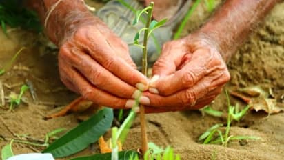 বৃষ্টিতেই শহরের রাস্তায় হবে বনসৃজন, দূষণ কমাতে সাড়ে ছয় কোটি গাছ বসাবে রাজ্য
