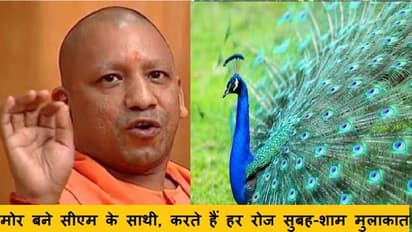 यूपी CM योगी आदित्यनाथ के चहेते बने मोर, कभी अखिलेश यादव ने किया था ये रिक्वेस्ट