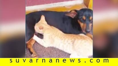 ಬೆಕ್ಕಿಗೆ ಹಾಲುಣಿಸುವ ಶ್ವಾನ: ಒಂದನ್ನೊಂದೊ ಬಿಟ್ಟಿರಲಾರದಷ್ಟು ಮಮತೆ