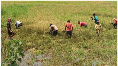 മാന്നാറില് കൊയ്യാന് ആളില്ലാതെ കിടന്ന പാടം കൊയ്യാനെത്തിയത് അതിഥി തൊഴിലാളികൾ
