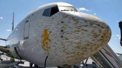Flight Safety: Locust swarm could be worse than bird strike