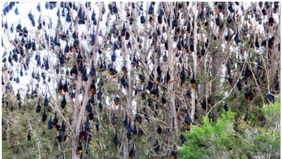 വവ്വാലുകളെ ദൈവമായിക്കണ്ട് ആരാധിക്കുന്ന ഇന്ത്യയിലെ ഈ ഗ്രാമത്തെ കുറിച്ചറിയാം