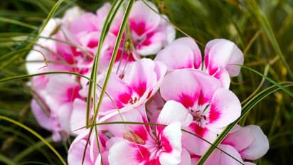 ఈ పూలతో పూజిస్తే.. మీ కోరికలు నెరవేరుతాయి..!