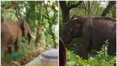പത്തനാപുരത്ത് കാട്ടാന ആക്രമണം, പഞ്ചായത്ത് അംഗമടക്കം രണ്ടുപേര്ക്ക് പരിക്ക്