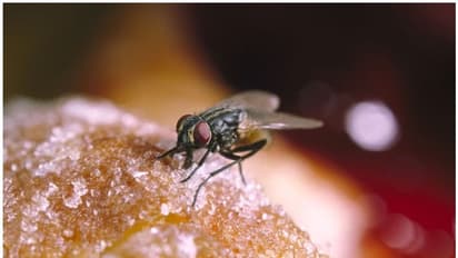 ഈച്ചശല്യം പമ്പകടക്കാൻ ഇതാ നാല് പൊടിക്കെെകൾ