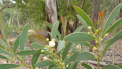 ಅಕೇಶಿಯಾ ನೆಡುತೋಪಿನ ಕತೆ ಏನು?