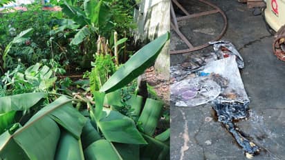 മാന്നാറില് സാമൂഹ്യവിരുദ്ധർ കരക്കൃഷികൾ നശിപ്പിച്ചു; കടയ്ക്ക് തീയിടാനും ശ്രമം