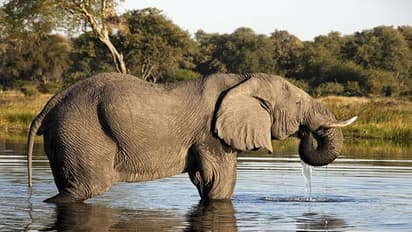 ಕಾಡಿನಿಂದ ಕೆಟ್ಟ ವಾಸನೆ, ನೋಡಲು ಹೋದವರಿಗೆ ಕಂಡಿದ್ದು 110 ಆನೆಗಳ ಕೊಳೆತ ಶವ!
