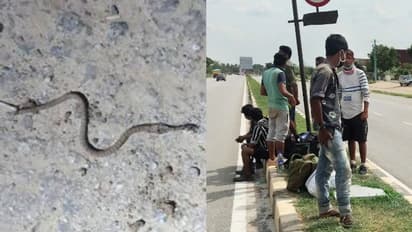 അമ്മയെ കാണാൻ 2000 കി.മി കാല്നടയാത്ര; വീട്ടിലെത്തിയതിന് പിന്നാലെ പാമ്പുകടിയേറ്റ് 23കാരന് മരിച്ചു