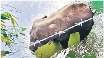 ഗർഭിണിയായ കാട്ടാന ചരിഞ്ഞ സംഭവത്തിൽ ദുരൂഹത; അന്വേഷണം ആരംഭിച്ചു