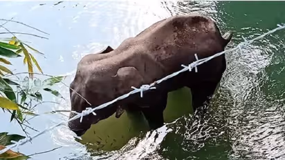 Kerala: Probe begins in pregnant elephant death case