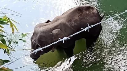 This pregnant elephant died as pineapple stuffed with firecrackers exploded in her mouth