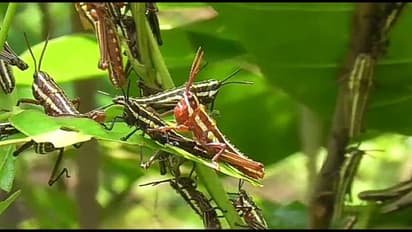 শালবনে 'পতঙ্গ সমাবেশ', পঙ্গপালের আতঙ্ক ছড়াল বাঁকুড়ায়