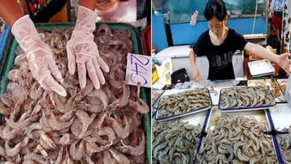 अब झींगा मछली से फैला खतरनाक वायरस, 1 संक्रमित मछली लाखों को दे सकती है मौत