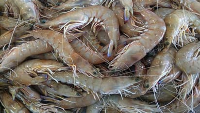 কেন্দ্রীয় বাজেটে চিংড়ি চাষিদের জন্য বিশেষ ছাড়, তবুও কপালে চিন্তার ভাঁজ