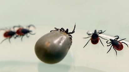 করোনা সংক্রমণ থেকে রক্ষা পায়নি রাশিয়া, এবার নতুন বিদপ রক্ত চোষা কীটের তাণ্ডব