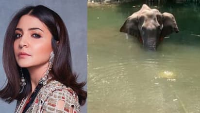 বিস্ফোরক ভরে আনারস খাওয়াতেই মৃত্যু গর্ভবতী হাতি, জঘন্য অপরাধের বিরুদ্ধে সরব অনুষ্কা