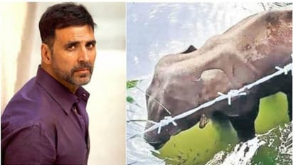 'ഹൃദയഭേദകം, മനുഷ്യത്വ വിരുദ്ധം'; കാട്ടാനയുടെ ദാരുണാന്ത്യത്തില് പ്രതികരണവുമായി അക്ഷയ് കുമാര്