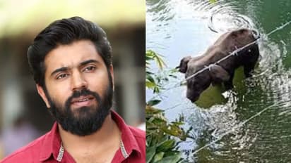 'മൃഗങ്ങൾക്കെതിരായ അതിക്രമങ്ങൾ ഒട്ടും സ്വീകാര്യമല്ല': കാട്ടാനയുടെ മരണത്തിൽ പ്രതികരണവുമായി നിവിൻ പോളി