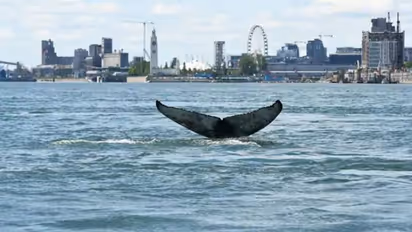 കടലില് നിന്ന് നദിയിലെത്തിയ തിമിംഗലം; അമ്പരപ്പ് മാറാതെ കാഴ്ചക്കാര്
