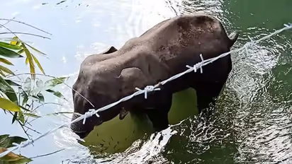 Kerala elephant killing: We will probe and nab culprits, says Union minister Prakash Javadekar