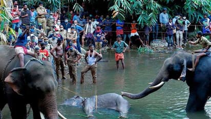 കാട്ടാനയെ രക്ഷിക്കാൻ വനംവകുപ്പ് ശ്രമിച്ചില്ലെന്ന് നാട്ടുകാർ, പ്രതികളെ ഉടൻ പിടികൂടുമെന്ന് വനംവകുപ്പ്