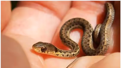 যোগী রাজ্যে ঠান্ডা হাওয়া খেতে গিয়েই বিপত্তি, এসি মেশিন থেকে বেরিয়ে এল ৪০ টি সাপের বাচ্চা