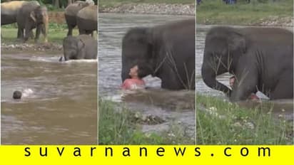 ನೀರಿನಲ್ಲಿ ಮುಳುಗುತ್ತಿದ್ದವನನ್ನು ಕಾಪಾಡಿದ ಆನೆ, ಮಾನವ ಇದಕ್ಕೆ ಅರ್ಹನೇ?