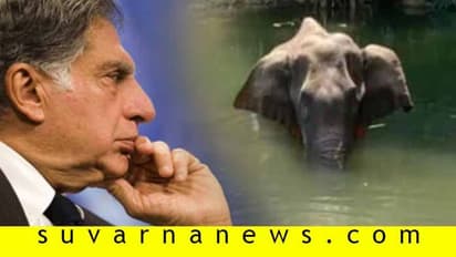 ಉದ್ದೇಶ ಪೂರ್ವಕ ಕೊಲೆಗೆ ಸಮ; ಗರ್ಭಿಣಿ ಆನೆ ಕೊಂದ ಘಟನೆ ಖಂಡಿಸಿದ ರತನ್ ಟಾಟಾ!