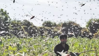 পঙ্গপালের দখলে গুরুগ্রামের সাইবার সিটি থেকে ফরিদাবাদ, এবার হামলার নিশানায় দেশের রাজধানী