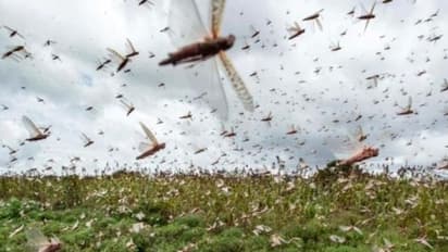 വെട്ടുകിളി ആക്രമണത്തിൽ ഇക്കുറി രാജ്യത്ത് ഇരട്ടി കൃഷി നാശം: കേന്ദ്ര കൃഷി മന്ത്രാലയം