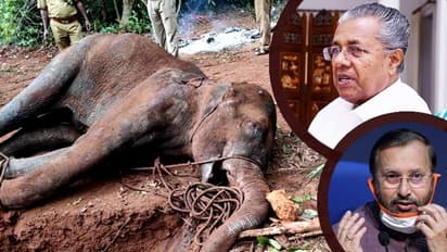 গর্ভবতী হাতি হত্যায় রাজনৈতিক উত্তাপ ক্রমশই বাড়ছে, মুখ খুললেন কেরলের মুখ্যমন্ত্রী