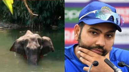 'আমরা অসভ্যের দল',কেরালায় হাতি হত্যার ঘটনায় প্রতিক্রিয়া রোহিত শর্মার