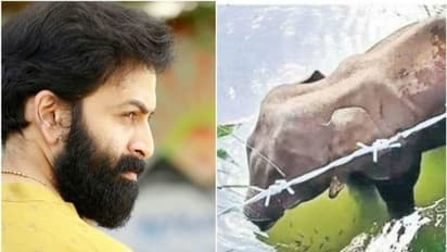 'കാട്ടാന ചെരിഞ്ഞ സംഭവത്തിന് വര്ഗീയ ബന്ധമൊന്നുമില്ല, നടന്നത് മലപ്പുറത്തുമല്ല'; പൃഥ്വിരാജ് പറയുന്നു